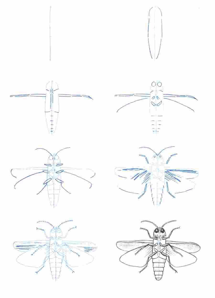 昆虫画法分步骤
