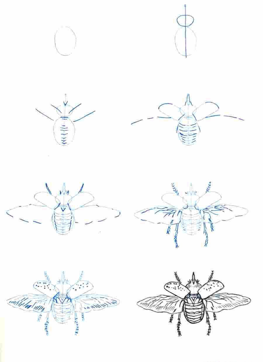 昆虫画法分步骤