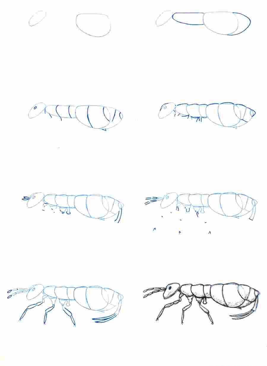 昆虫画法分步骤