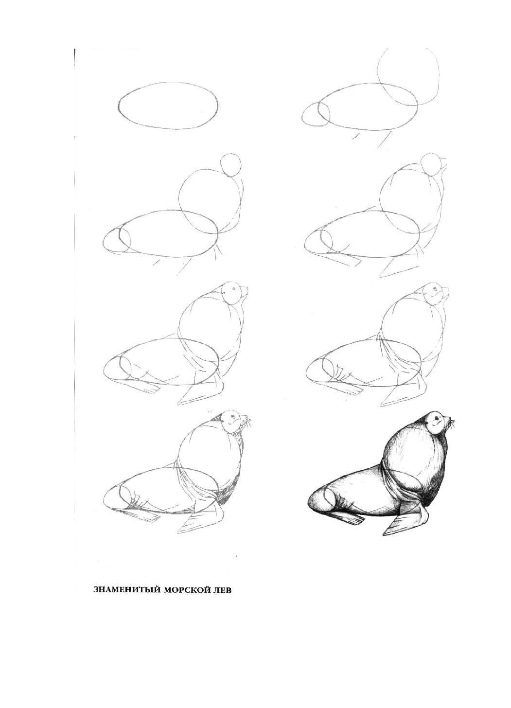 常见的海洋生物绘画技巧