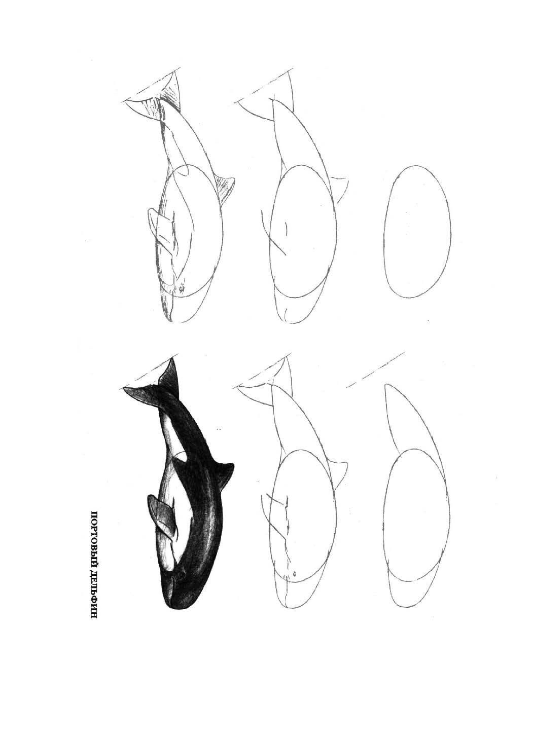 常见的海洋生物绘画技巧