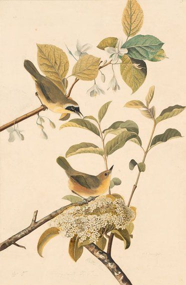 约翰.奥杜邦（John James Audubon）博物画鸟类作品