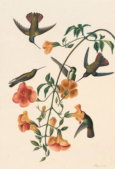 约翰.奥杜邦（John James Audubon）博物画鸟类作品