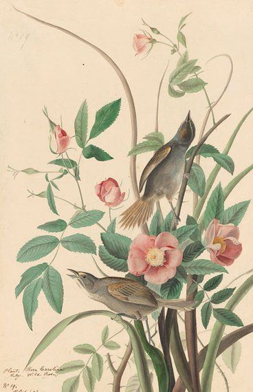 约翰.奥杜邦（John James Audubon）博物画鸟类作品