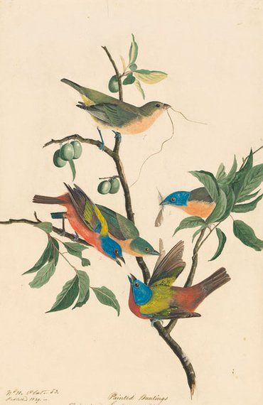 约翰.奥杜邦（John James Audubon）博物画鸟类作品