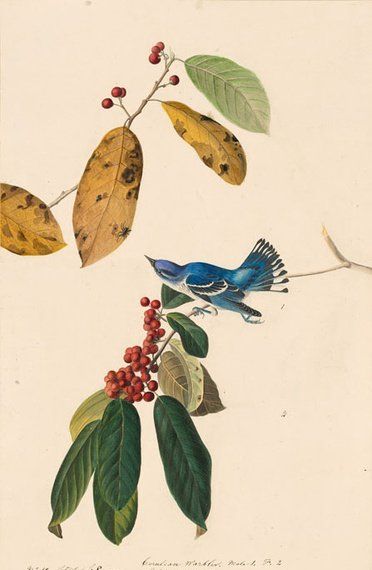 约翰.奥杜邦（John James Audubon）博物画鸟类作品