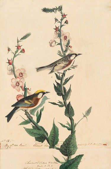 约翰.奥杜邦（John James Audubon）博物画鸟类作品