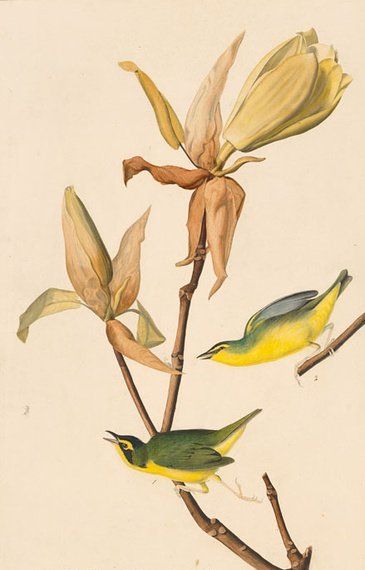 约翰.奥杜邦（John James Audubon）博物画鸟类作品