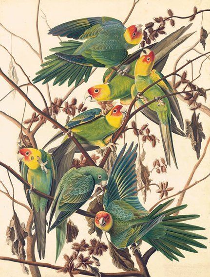 约翰.奥杜邦（John James Audubon）博物画鸟类作品