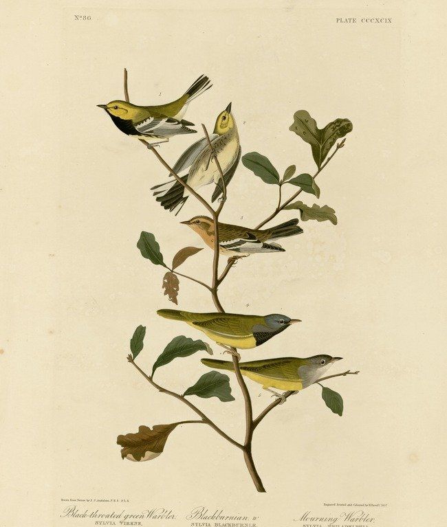 约翰.奥杜邦（John James Audubon）博物画鸟类作品