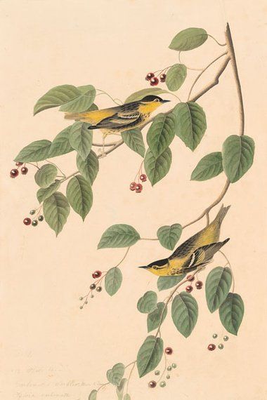 约翰.奥杜邦（John James Audubon）博物画鸟类作品