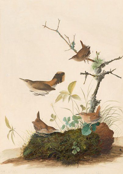 约翰.奥杜邦（John James Audubon）博物画鸟类作品