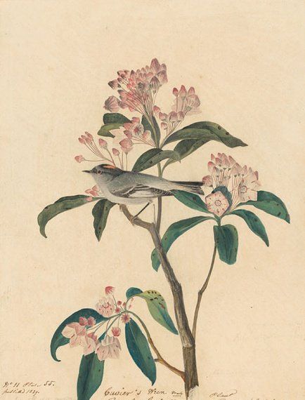 约翰.奥杜邦（John James Audubon）博物画鸟类作品