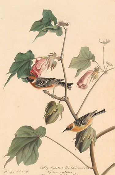 约翰.奥杜邦（John James Audubon）博物画鸟类作品