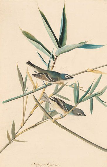 约翰.奥杜邦（John James Audubon）博物画鸟类作品