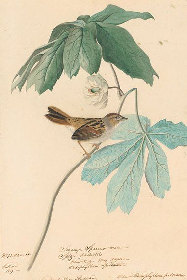 约翰.奥杜邦（John James Audubon）博物画鸟类作品