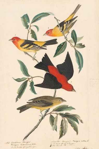 约翰.奥杜邦（John James Audubon）博物画鸟类作品