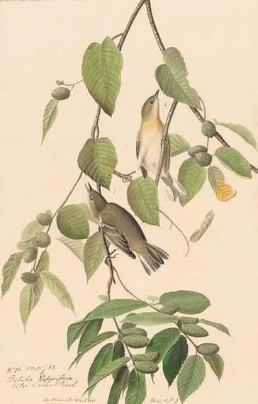 约翰.奥杜邦（John James Audubon）博物画鸟类作品