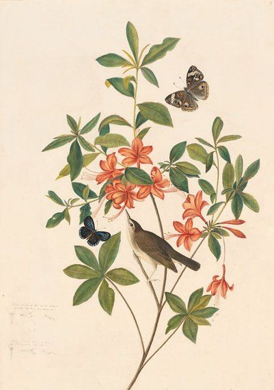 约翰.奥杜邦（John James Audubon）博物画鸟类作品