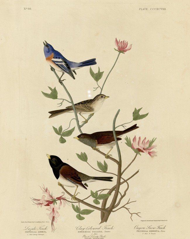 约翰.奥杜邦（John James Audubon）博物画鸟类作品