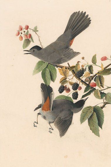 约翰.奥杜邦（John James Audubon）博物画鸟类作品