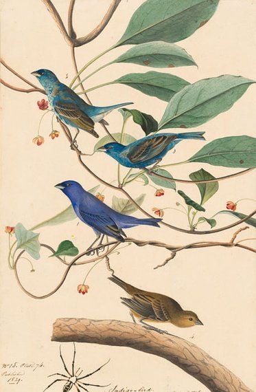 约翰.奥杜邦（John James Audubon）博物画鸟类作品