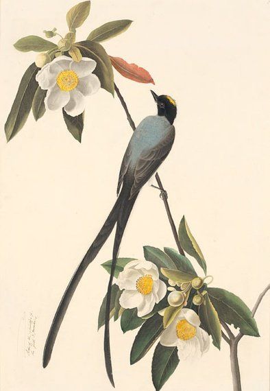 约翰.奥杜邦（John James Audubon）博物画鸟类作品