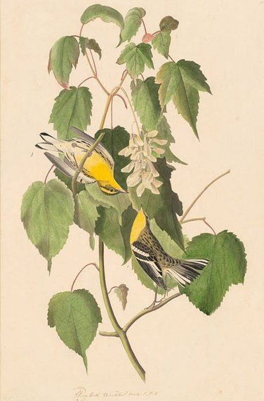 约翰.奥杜邦（John James Audubon）博物画鸟类作品