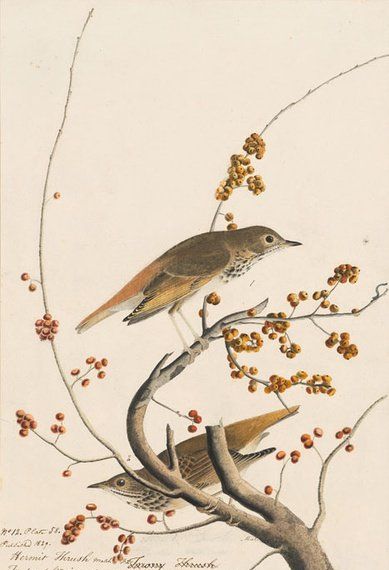 约翰.奥杜邦（John James Audubon）博物画鸟类作品