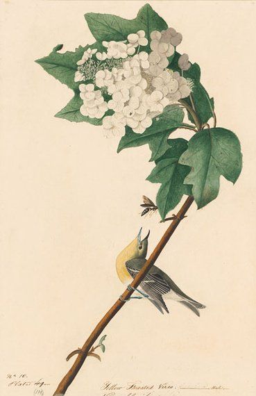 约翰.奥杜邦（John James Audubon）博物画鸟类作品