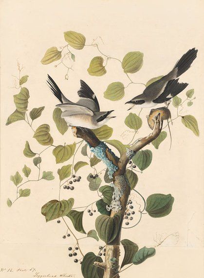 约翰.奥杜邦（John James Audubon）博物画鸟类作品