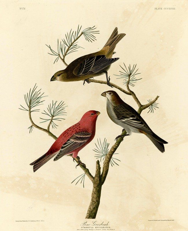 约翰.奥杜邦（John James Audubon）博物画鸟类作品