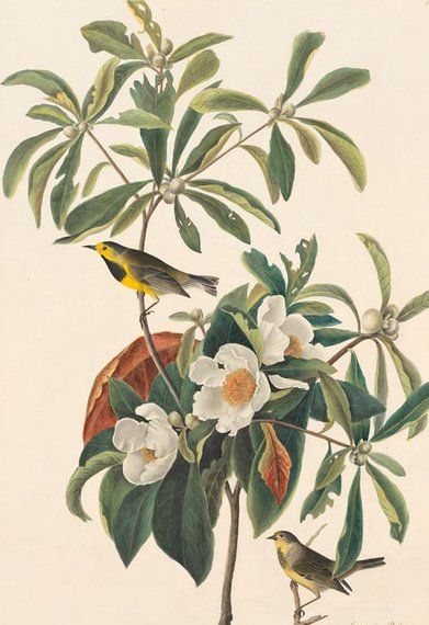 约翰.奥杜邦（John James Audubon）博物画鸟类作品