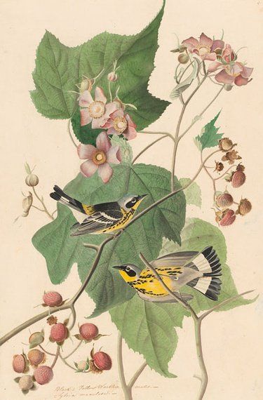 约翰.奥杜邦（John James Audubon）博物画鸟类作品