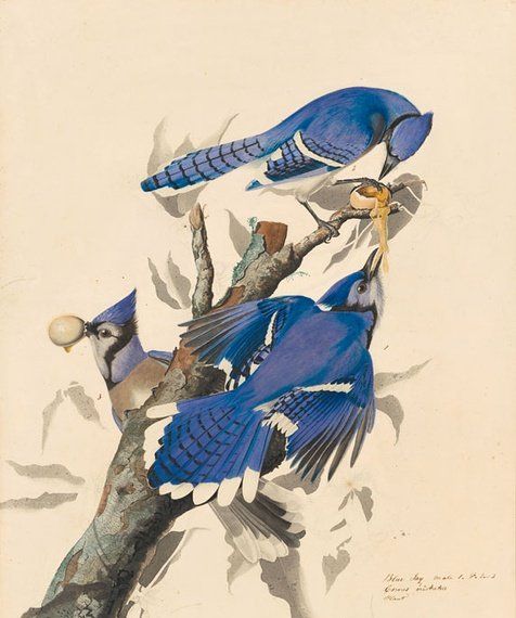 约翰.奥杜邦（John James Audubon）博物画鸟类作品