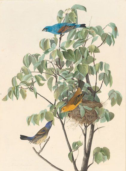 约翰.奥杜邦（John James Audubon）博物画鸟类作品