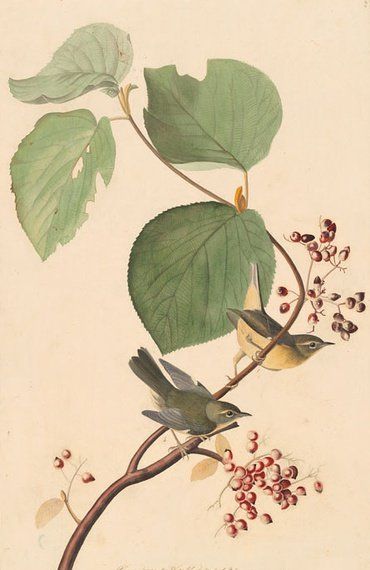 约翰.奥杜邦（John James Audubon）博物画鸟类作品