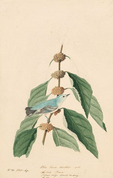 约翰.奥杜邦（John James Audubon）博物画鸟类作品