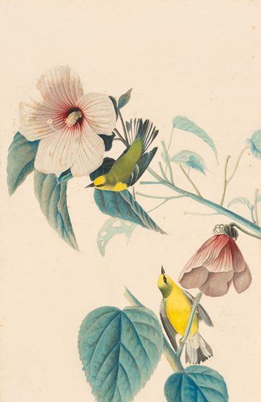 约翰.奥杜邦（John James Audubon）博物画鸟类作品