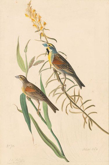 约翰.奥杜邦（John James Audubon）博物画鸟类作品