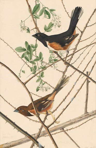 约翰.奥杜邦（John James Audubon）博物画鸟类作品