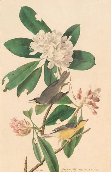 约翰.奥杜邦（John James Audubon）博物画鸟类作品