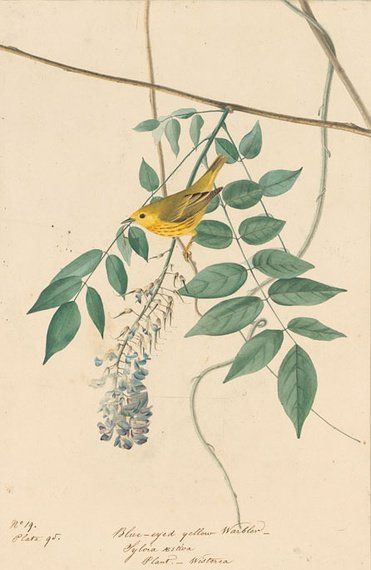 约翰.奥杜邦（John James Audubon）博物画鸟类作品