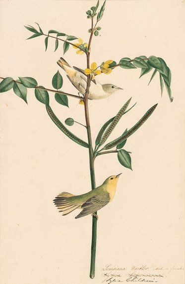 约翰.奥杜邦（John James Audubon）博物画鸟类作品