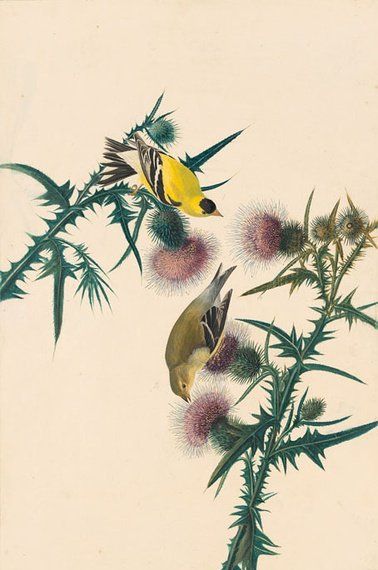 约翰.奥杜邦（John James Audubon）博物画鸟类作品