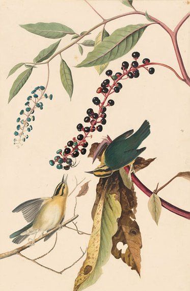 约翰.奥杜邦（John James Audubon）博物画鸟类作品