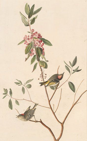 约翰.奥杜邦（John James Audubon）博物画鸟类作品