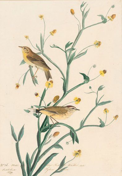 约翰.奥杜邦（John James Audubon）博物画鸟类作品