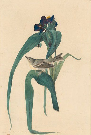 约翰.奥杜邦（John James Audubon）博物画鸟类作品