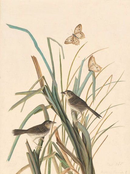 约翰.奥杜邦（John James Audubon）博物画鸟类作品